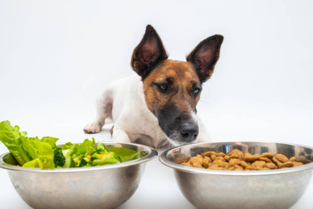 Top 10 Healthy Homemade Dog Food Recipes for Better Nutrition