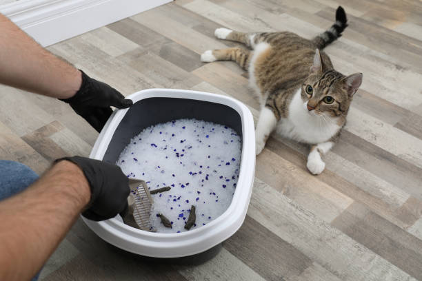 How to Litter Train a Kitten in 7 Days or Less