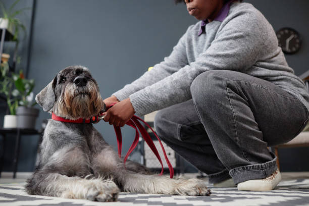 How to Train Your Dog to Stop Pulling on the Leash: 5 Easy Steps