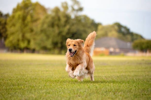 10 Fun Outdoor Activities for Your Dog