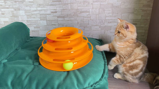 Best Cat Toys for Mental Stimulation: Keep Your Cat Engaged