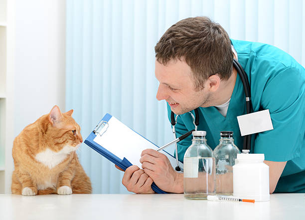 Common Cat Health Issues: Symptoms and When to See a Vet