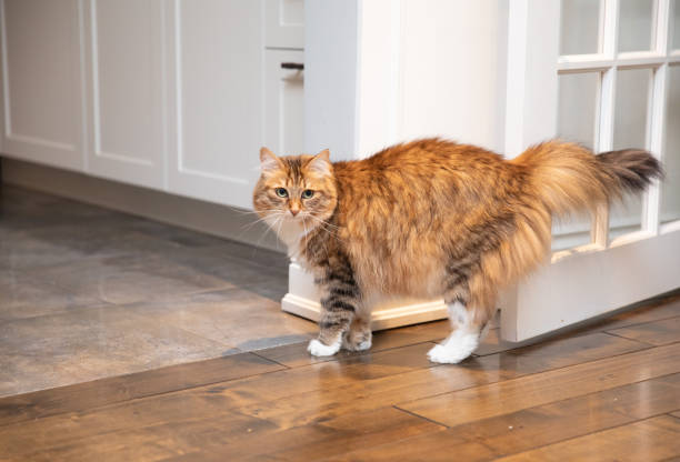 The Ultimate Guide to Cat-Proofing Your Home: Tips for Keeping Your Feline Friend Safe