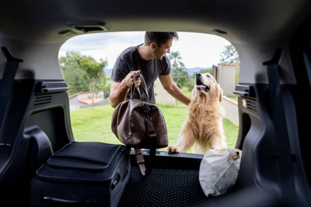 How to Travel Safely with Your Dog: Tips and Tricks