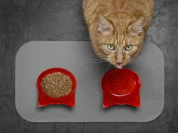 Raw Diet for Cats: Is It Safe?